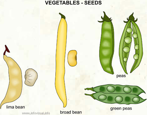 Vegetables - seeds (2)