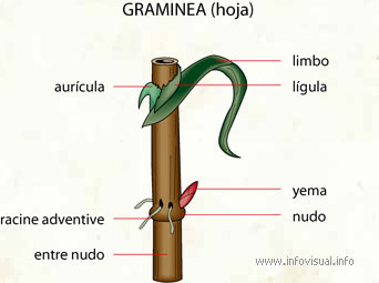 Graminea