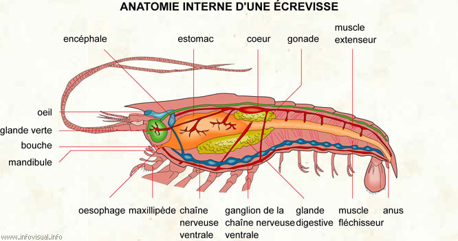 Anatomie interne d'une écrevisse