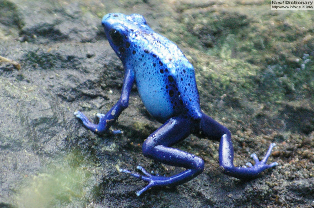 Dying 
          poison arrow frog