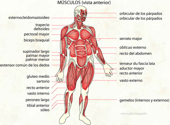 Los Musculos Del Cuerpo Humano Vista Anterior Y Posterior Lasttherapy
