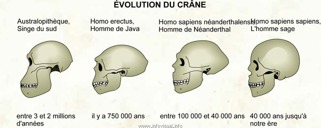 Évolution du crâne