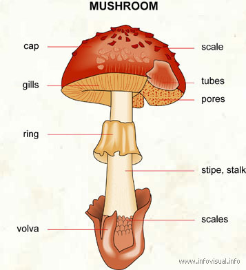 Resultado de imagen de parts of fungi