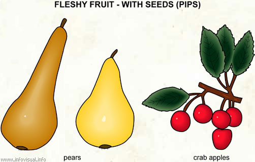 Fleshy fruit - with seeds (2)
