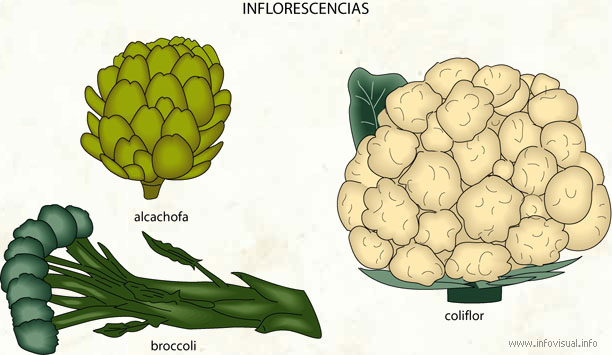 Inflorescencias - El Diccionario Visual
