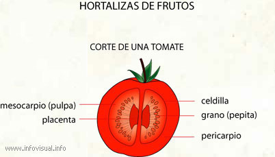 Внутреннее строение томата. Строение плода помидора. Строение плодов томата. Строение плода томата схема. Строение плода томата схема рисунок.
