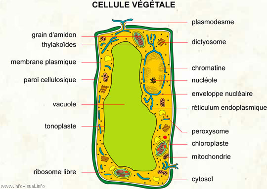Cellule végétale