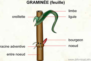 Graminée (feuille)