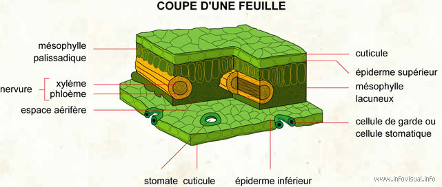 https://infovisual.info/storage/app/media/01/img_fr/012%20Coupe%20une%20feuille.jpg