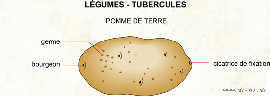 Légumes - tubercules