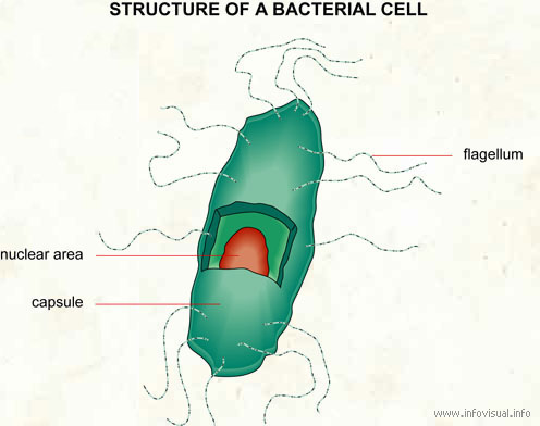 Bacterial cell - Visual Dictionary