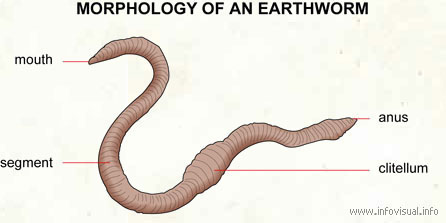 Morphology of an earthworm - Visual Dictionary