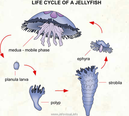 explain the jellyfish life cycle