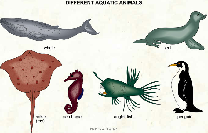 Aquatic animals - Visual Dictionary