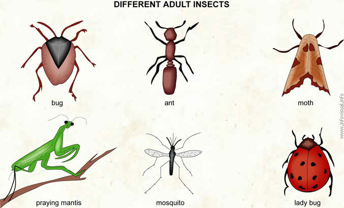 Different-Adult-Insects