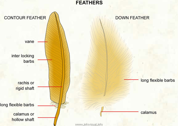 The Parts of a Feather and How Feathers Work
