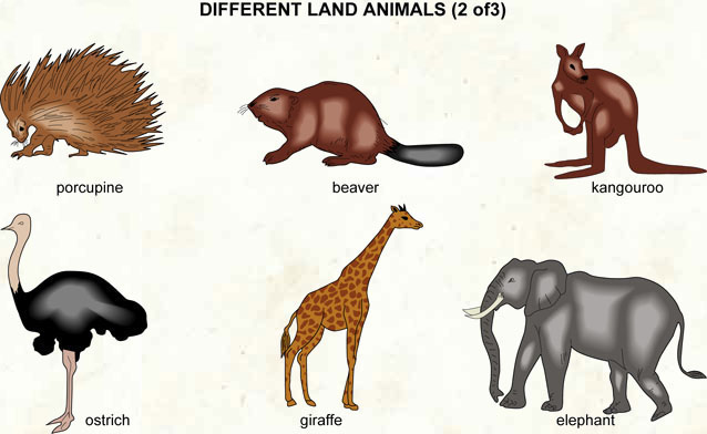 Land animals - Visual Dictionary