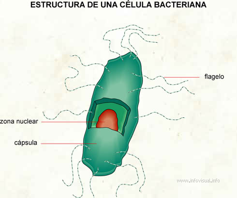Bacteriana