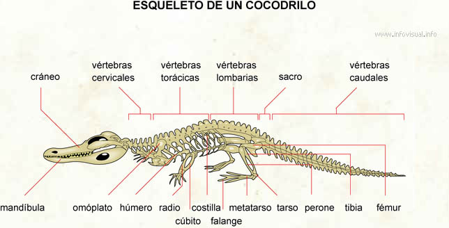 Actualizar 62+ imagen vertebras del cocodrilo