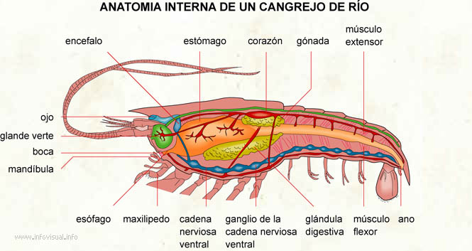 Anatomia interna de un cangrejo de río