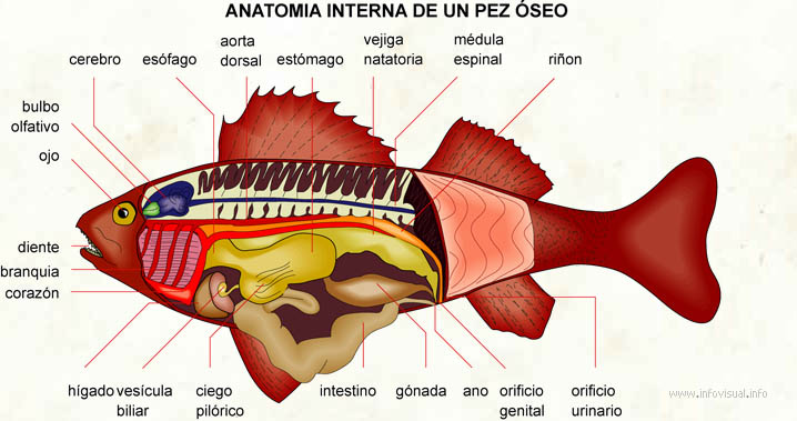 Anatomia interna de un pez óseo
