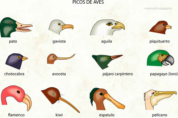 Izar heredar buffet Picos de aves - El Diccionario Visual