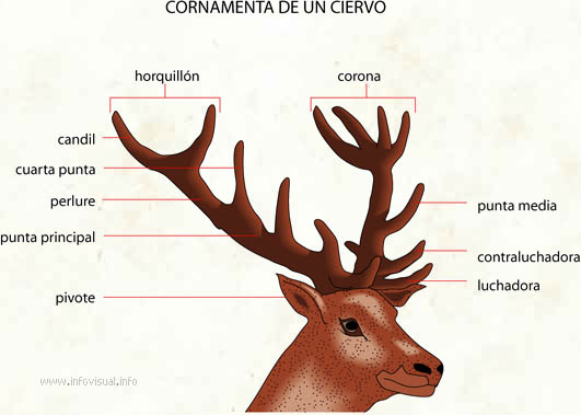 Más allá poetas objetivo Cornamenta de un ciervo - El Diccionario Visual
