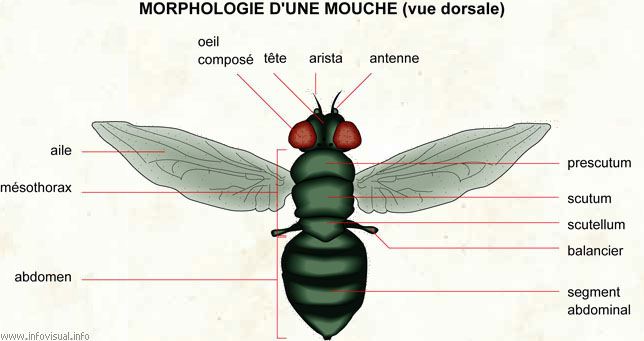Morphologie d'une mouche (vue dorsale)