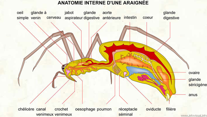 Anatomie interne d'une araignée