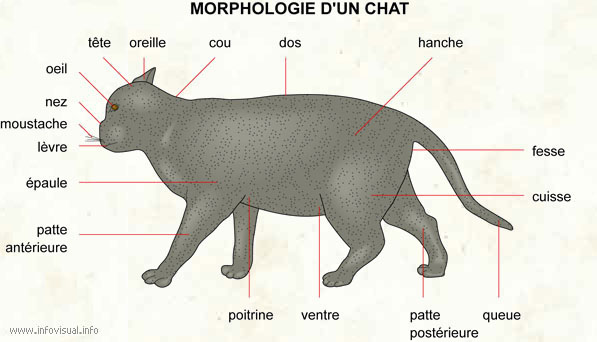 Chat Dictionnaire Visuel