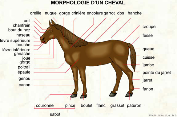 Gros Plan Sur Le Museau D'un Cheval Tête D'animal L'œil D'un Cheval Le  Visage D'un Cheval Partie Du Corps