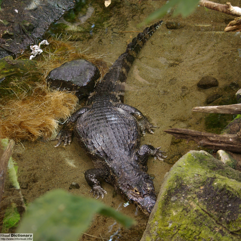 Alligators 
          - Yacare caiman