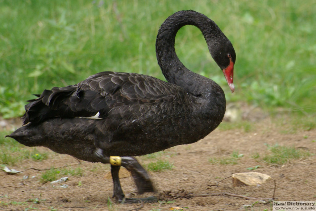 Cisne 
          negro
