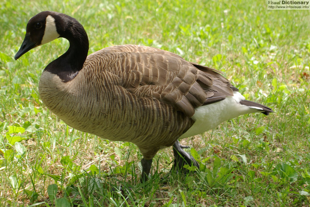 Goose 
          <font size="2">plural = geese, male = gander</font>
