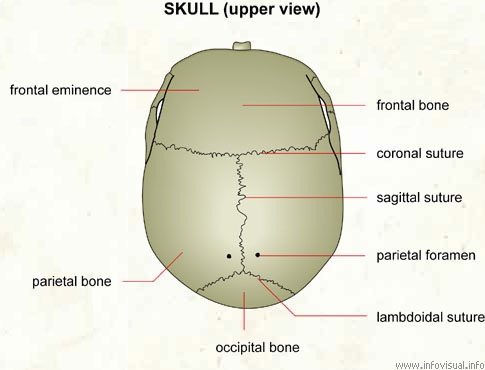 mens Furnace Dolke Skull (upper view) - Visual Dictionary