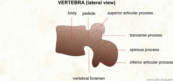 Vertebra (lateral view)