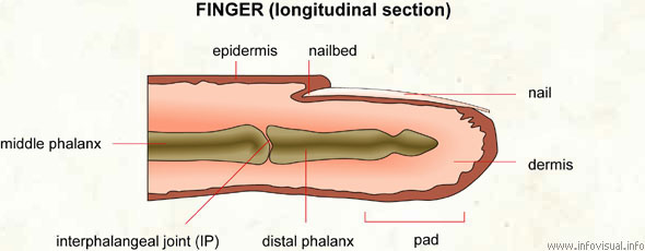 Finger (longitudinal section)