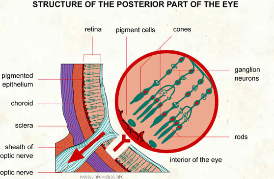 Structure Of The Posterior Part Of The Eye Visual Dictionary