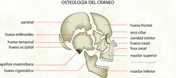 Osteología del cráneo