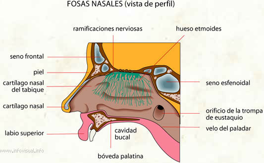 Fosas nasales