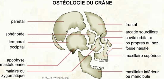 Ostéologie du crâne