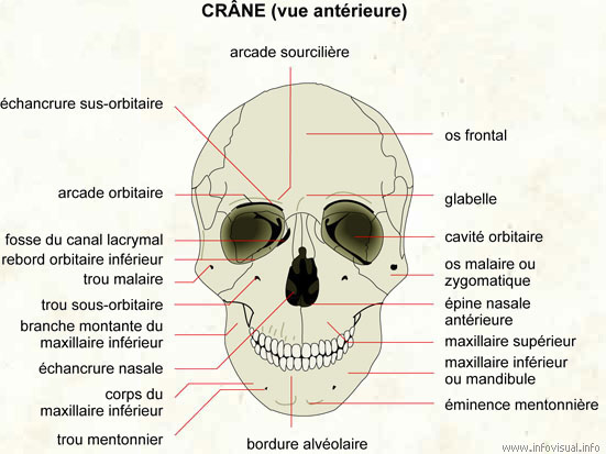 Crâne