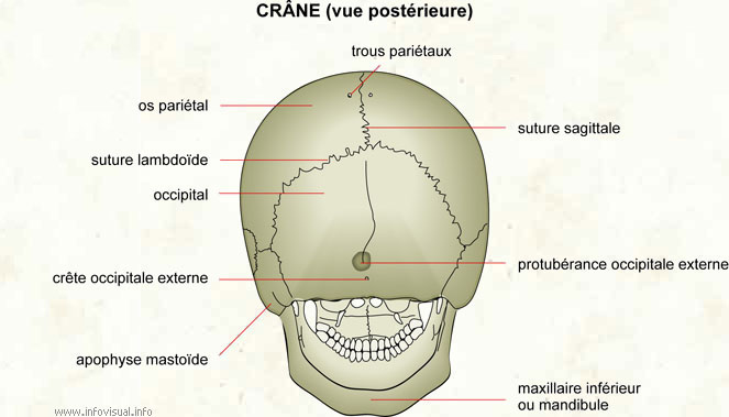 Crâne (vue postérieure)
