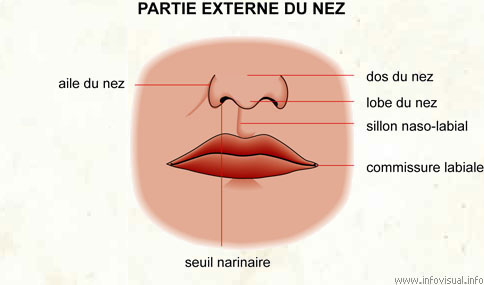 Nez - Dictionnaire Visuel