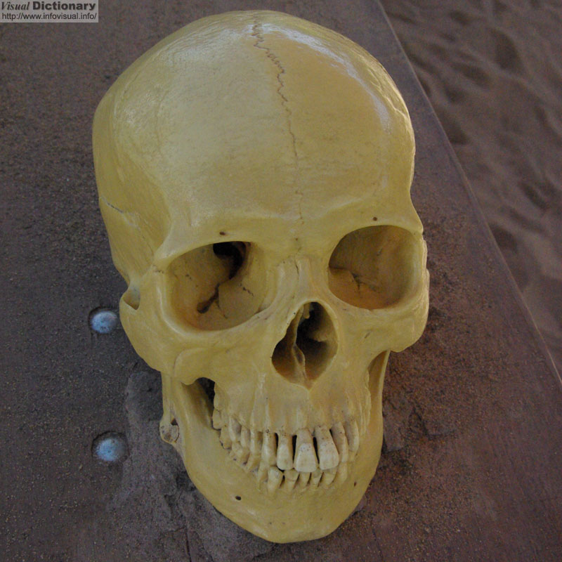 Human 
          skull